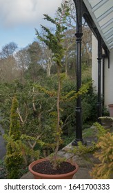 Winter Foliage Of The Evergreen Hinoki Cypress Tree (Chamaecyparis Obtusa 'Teddy Bear') Growing In A Terracotta Flower Pot On Terrace In A Garden In Rural Devon, England, UK