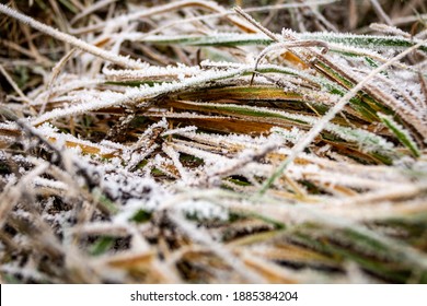 Winter Foliage On Frozen Grass Close Up. Winter Morning In The Famous Wachau Valley In Austria