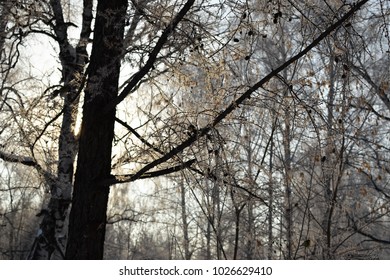 Winter in the forest.