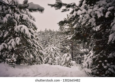 In winter forest
