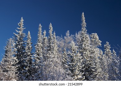 Winter forest