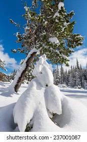 Winter forest