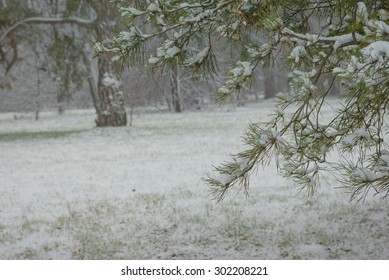In the winter forest