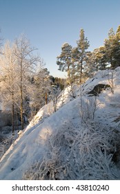 Winter forest