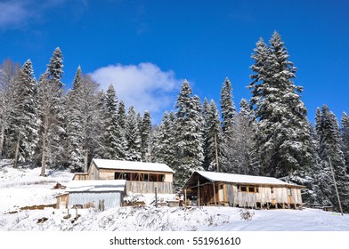 Winter in the forest 