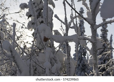 winter forest