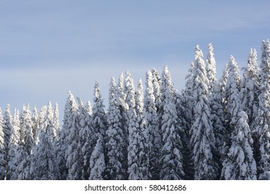 winter forest