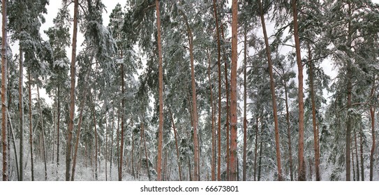 winter forest