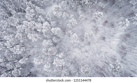 Winter forest from air 