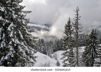 Winter forest in the Alps in France