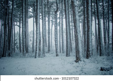 winter forest background 