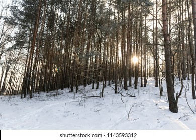 Winter forest. Winter background.
