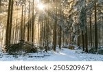 Winter forest in the Allgäu in Bavaria in Germany