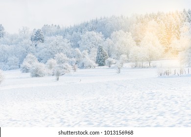 Winter Forest And Beautiful Scene Of Nature, Farm And Trees Cover With White Snow With Background White Sky And Soft Lifght Of Orange, Holiday In Winter Season With Family, The Happiness In The Wolrd.