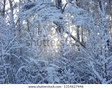 Similar – Snow vs. sun Natur Pflanze