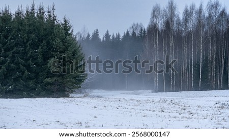 Winter Forest with Birch and Pine Trees in Mist. Snow-Covered Field Leading to a Foggy Forest.