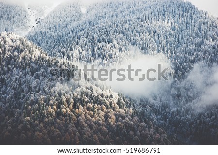 Winter Forest clouds Landscape aerial view trees background Travel serene scenery 