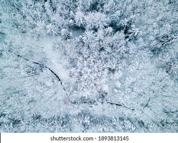Winter. Forest covered by the snow.