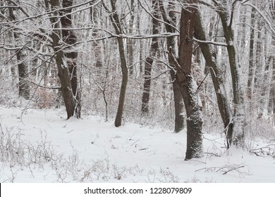 Winter in the forest with covered snow trees, abstract landscape xmas season