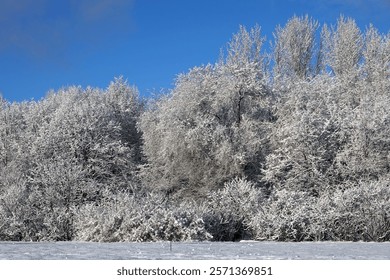 Winter forest with dense tree branches fully covered with snow under blue frosty sky in sunny cloudless day
