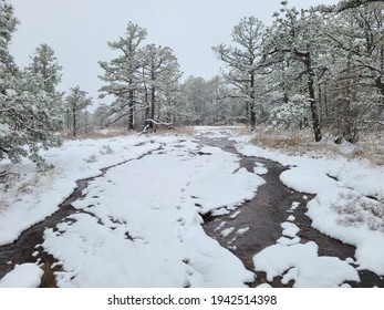 Winter Forest In Dupont State Forest