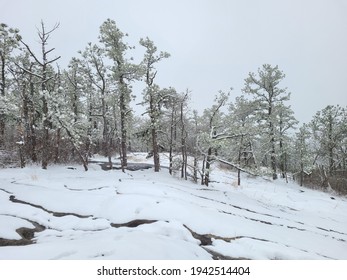 Winter Forest In Dupont State Forest