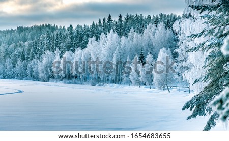 Winter forest edge at frozen river: typical Northern Sweden landscape - birch and spruce tree covered by hoarfrost - very cold day, Lappland, Sweden