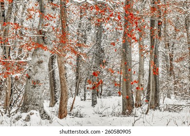 Winter Forest. Falling Snow through the January Woods after Sunset in the Black Forrest, Germany.