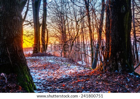 Winter Forest. Falling Snow through the January Woods after Sunset in Bavaria, Germany