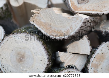 Winter in the forest. Felling in the forest, lumberjack chopping wood and gathering firewood for winter. Macro shot of freshly cut timber in trailer. Dry, emerald moss, snow, ice on bark in the woods