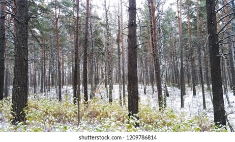 Winter forest. First snow