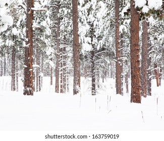 Winter Forest (Fresh Snow On Tall Ponderosa Pine Trees)