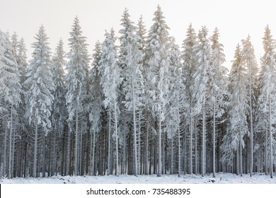 Winter forest with frost and cold weather