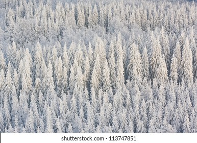 Winter forest with frosty trees, aerial view. Kuopio, Finland