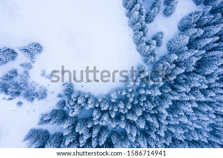 Winter forest with frosty trees, aerial view/ aerial drone view of the snow-covered woods
