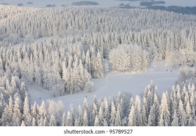 Winter Forest With Frosty Trees And Skiers, Aerial View. Kuopio, Finland