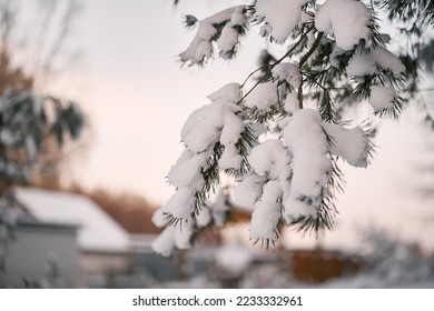 Winter forest ground angle view. Concept of natural christmas season wonderland.