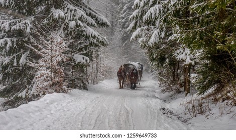 Winter forest with horses pulling the wagon.