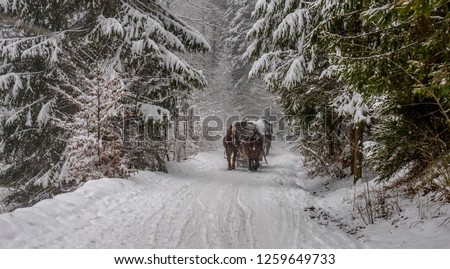 Winter forest with horses pulling the wagon.