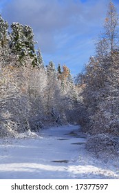 Winter forest landscape