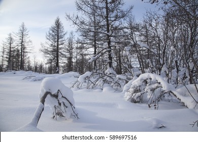 Winter Forest Landscape In The Artic Circle