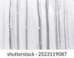 Winter forest landscape with frozen leafless trees in a foggy and snowy woods, Europe