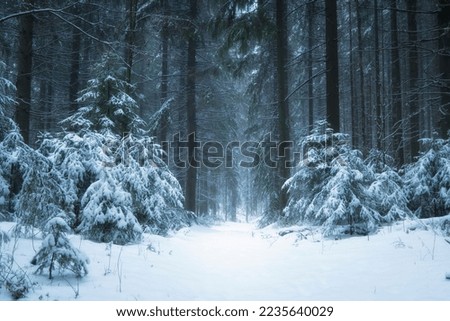 Winter forest landscape, path and trees covered with snow in a foggy forest
