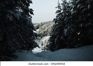 Winter forest landscape. Snow in forest. Cold winter weather. Coniferous forest background. Sunlight through the trees. Sunset landscape. Sunrise sun shining. Warm color nature background.