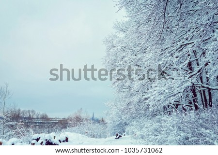 winter forest landscape with snow. place for text