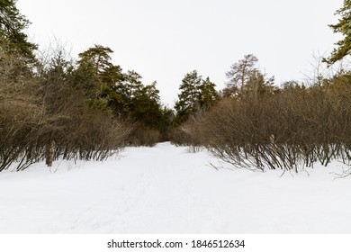 Winter Forest Landscape. Winter Snow Trail In The Forest.