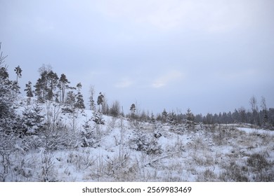 Winter Forest Landscape with Snow-Covered Trees - Powered by Shutterstock