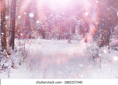 Winter forest landscape. Tall trees under snow cover. January frosty day in park. - Shutterstock ID 1882257340