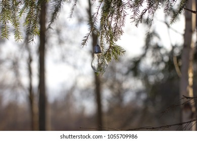 Winter forest light bulb
