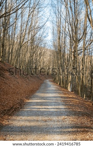 Similar – Image, Stock Photo Forest road landscape with couple riding motorbike